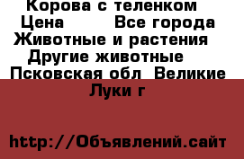 Корова с теленком › Цена ­ 69 - Все города Животные и растения » Другие животные   . Псковская обл.,Великие Луки г.